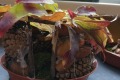 IMG_20221021_120713