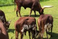 IMG-20230609-WA0008