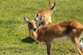 IMG-20230609-WA0009