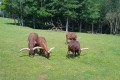 IMG_20230608_111859