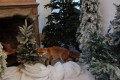 IMG_20241219_102529