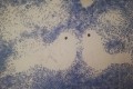 IMG_20250128_151744