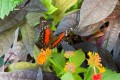 IMG-20250506-WA0009