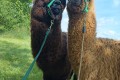 IMG-20260618-WA0002