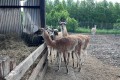 IMG-20260618-WA0011