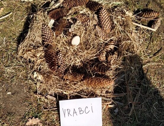 Ptačí den 2.třída